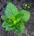 Agastache foeniculum, Agastache anethiodora, anise hyssop, blue giant hyssop Royalty Free Stock Photo