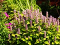 Agastache foeniculum 'Golden Jubilee' Royalty Free Stock Photo