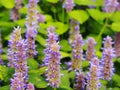 Agastache foeniculum 'Golden Jubilee' Royalty Free Stock Photo