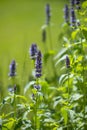 Agastache foeniculum herb in garden