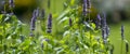 Agastache foeniculum herb in garden