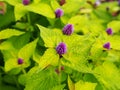 Agastache foeniculum 'Golden Jubilee' (blue giant hyssop, anise hyssop)