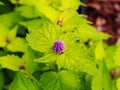 Agastache foeniculum 'Golden Jubilee' (blue giant hyssop, anise hyssop) Royalty Free Stock Photo