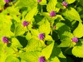 Agastache foeniculum 'Golden Jubilee' (blue giant hyssop, anise hyssop)