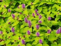 Agastache foeniculum 'Golden Jubilee' (blue giant hyssop, anise hyssop)