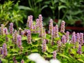 Agastache foeniculum 'Golden Jubilee'