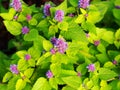 Agastache foeniculum 'Golden Jubilee'