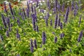 Agastache or giant hyssop flowering plant Royalty Free Stock Photo