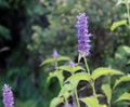 Agastache rugosa is a medicinal and ornamental plant. Commonly known as Korean Mint. Herbs in the garden.Blurred