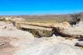 Agate Bridge in Petrified Forest National Park Royalty Free Stock Photo