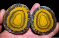 Agate pieces like gecko& x27;s eyes