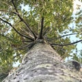 Kauri tree standing up to 50 m tall in the emergent layer above the forest`s main canopy.