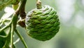 Agathis robusta (Dundathu pine, kauri pine, Queensland kauri, Australian kauri) fruit