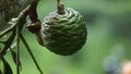 Agathis robusta (Dundathu pine, kauri pine, Queensland kauri, Australian kauri) fruit