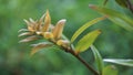 Agathis robusta (Dundathu pine, kauri pine, Queensland kauri, Australian kauri).