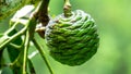 Agathis robusta (Dundathu pine, kauri pine, Queensland kauri, Australian kauri) fruit