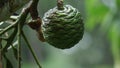 Agathis robusta (Dundathu pine, kauri pine, Queensland kauri, Australian kauri) fruit