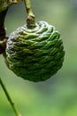 Agathis robusta (Dundathu pine, kauri pine, Queensland kauri, Australian kauri) fruit