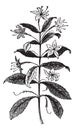 Agathosma crenulata or Barosma crenulata, plant, leaves, vintage engraving