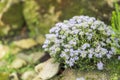 Agathosma plant with small white flowers Royalty Free Stock Photo