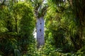 Agatis australis. Nature parks of New Zealand. Waipoua kauri forest. Royalty Free Stock Photo