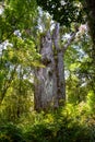 Giant tree Kauri. Waipoua kauri forest. Nature parks of New Zealand. Royalty Free Stock Photo