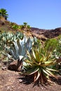 Agava cactuses Royalty Free Stock Photo