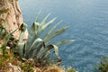 Agava by the sea Royalty Free Stock Photo