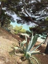 Agava and pines by the sea Royalty Free Stock Photo