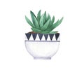 Agava plant in white and black flowerpot. Watercolor.