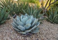 Agava Succulents Group at Phoenix Botanic Garden, Arizona