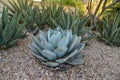 Agava Succulents Group at Phoenix Botanic Garden, Arizona