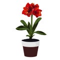 Red exotic lilies in pot. Houseplant in pots.