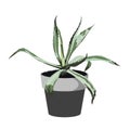 Exotic agave in pot. Houseplant in pots.