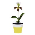Exotic orchid in pot. Houseplant in pots.