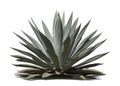 Beautiful agave with perfect leaves
