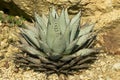 Agave