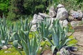 Agave Royalty Free Stock Photo