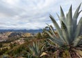 Agave (Agave americana) in the Andes