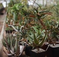 Agave and aloe potted care in a greenhouse in the Botanical Garden of Moscow University `Pharmacy Garden` or `Aptekarskyi ogorod` Royalty Free Stock Photo