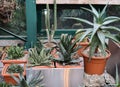 Agave and aloe potted care in a greenhouse in the Botanical Garden of Moscow University `Pharmacy Garden` or `Aptekarskyi ogorod` Royalty Free Stock Photo