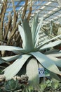 Agave American, Century plant, American aloe.