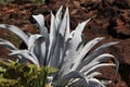 Agave Americana Cactus