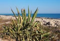 Agave Americana Or Century Plant Ilha Barreta Portugal