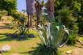 Agave americana, century plant, maguey, or American aloe Royalty Free Stock Photo