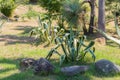 Agave americana, century plant, maguey, or American aloe Royalty Free Stock Photo