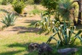 Agave americana, century plant, maguey, or American aloe Royalty Free Stock Photo