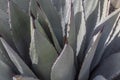 Agave Americana close view leaves botanical background