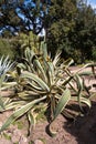 Agave americana Royalty Free Stock Photo