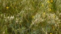 Agave americana, common names sentry plant, century plant, maguey, or American aloe grows in wild in Israel